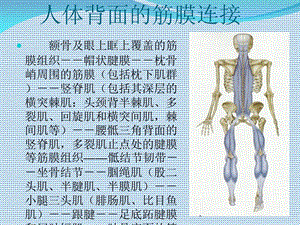 筋膜连接系统解剖.ppt