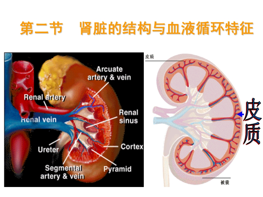 渗透调节与排泄肾脏生理.ppt_第3页