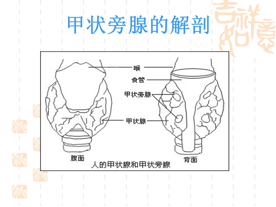 甲状旁腺功能减退-精美.ppt_第2页