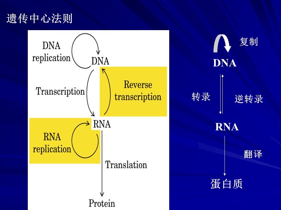 生物化学中英双语版课件13DNA的复制、修复及重组.ppt_第2页