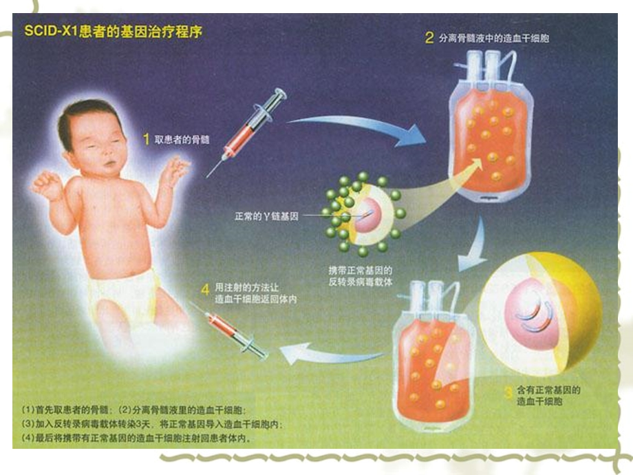 生物制药工艺学第15章第四节基因药物.ppt_第3页