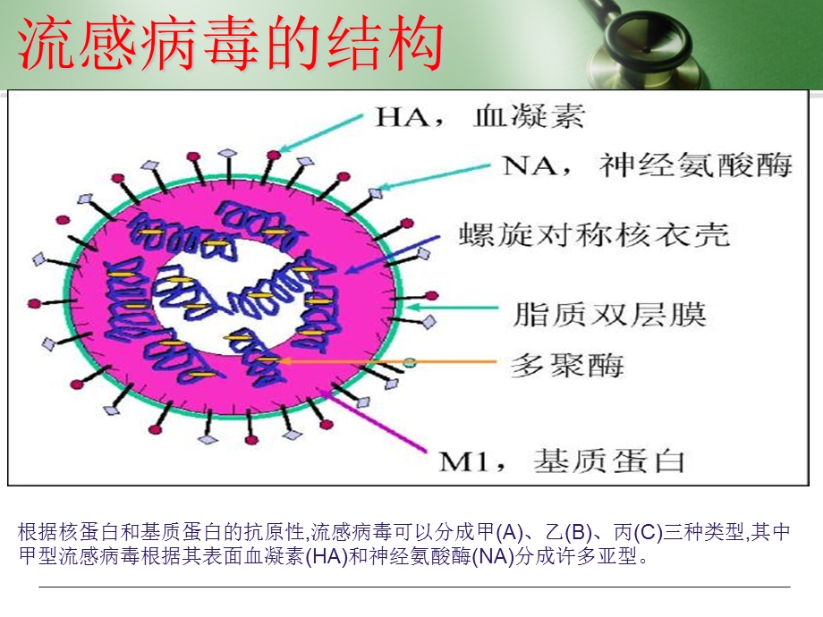 流感病毒在体内的免疫反应过程.ppt_第3页