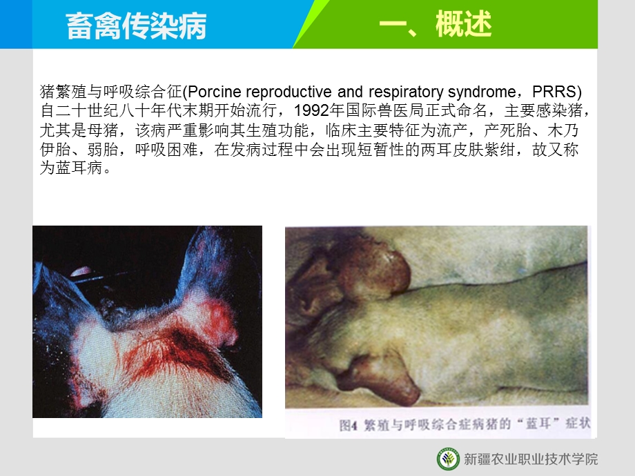 猪的繁殖与呼吸综合征.ppt_第3页