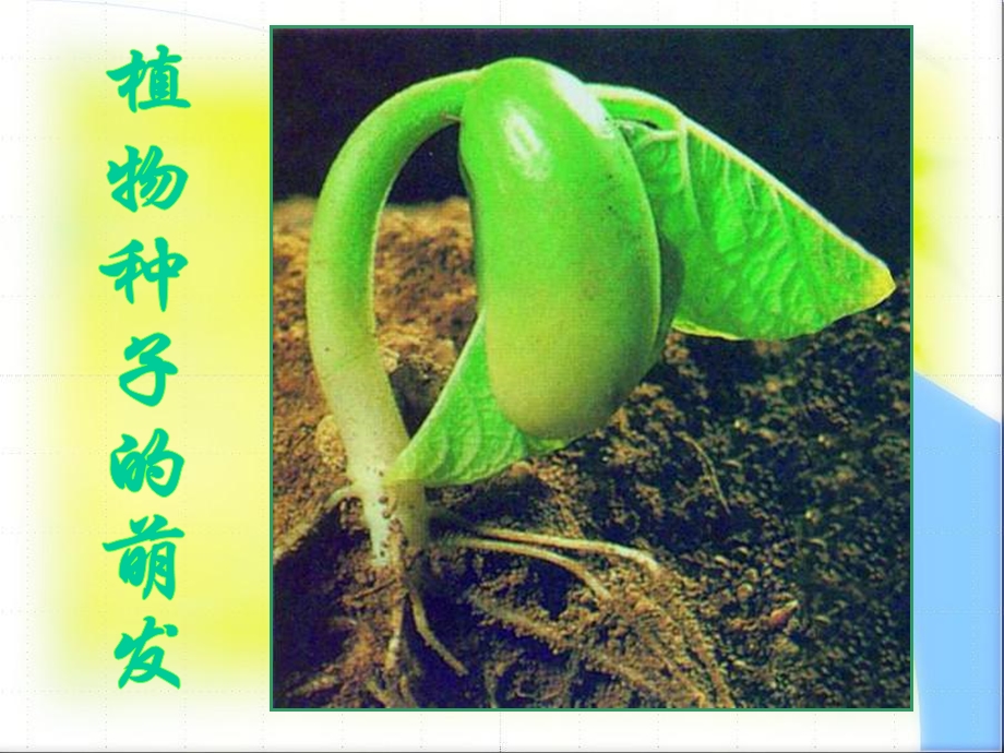 生物课件《植物种子的萌发》.ppt_第1页