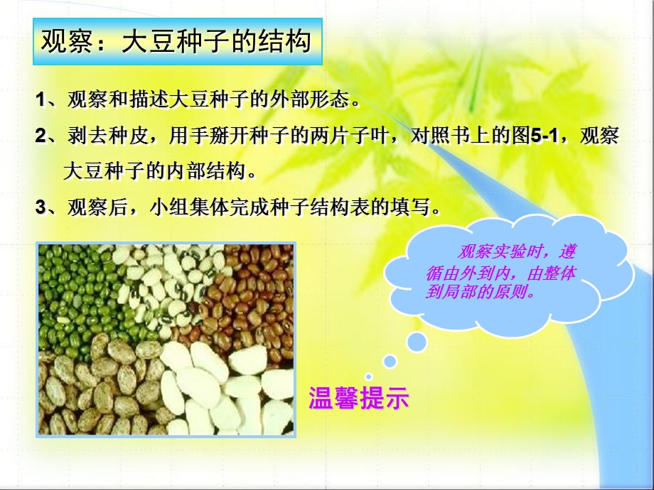 生物课件《植物种子的萌发》.ppt_第2页