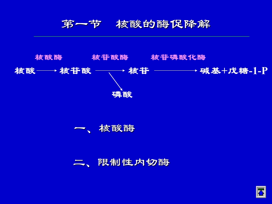 生物化学合工大第十二章核酸的酶促降解和核苷酸代谢.ppt_第2页