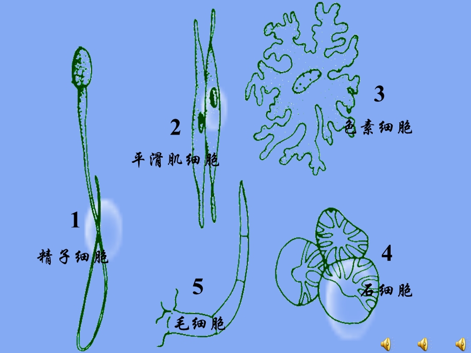 细胞de形态结构和功能.ppt_第2页