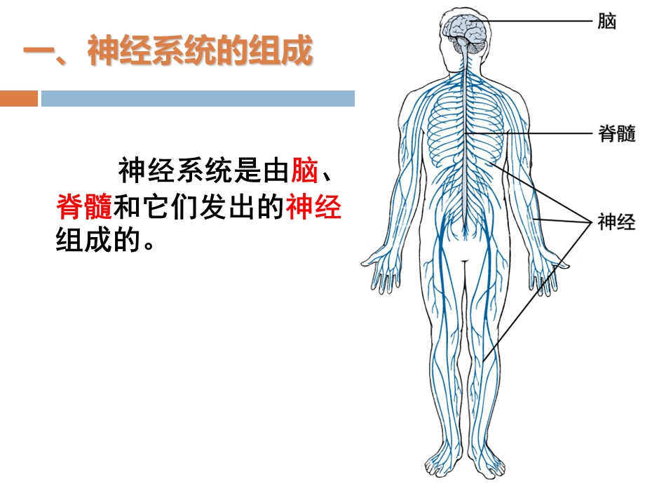 生物七年级下册第六章第二节神经系统的组成.ppt_第3页