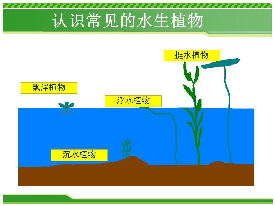 水生植物及应用.ppt_第3页