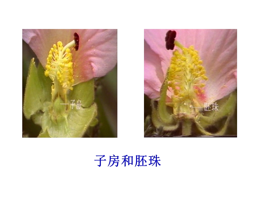 班级生物4.1.1花的结构和类型.ppt_第3页