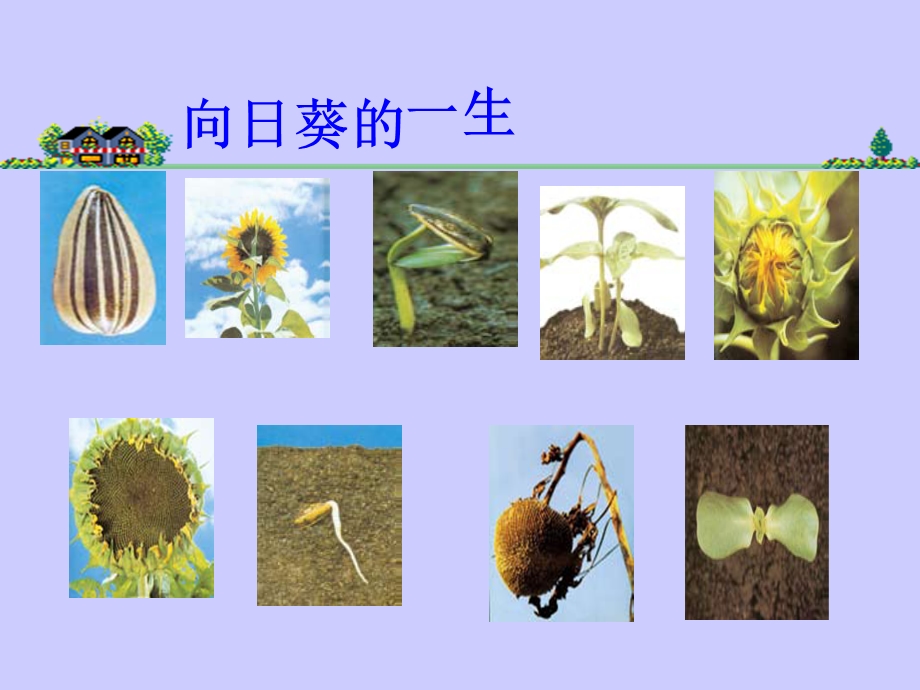 科学第一单元植物的共同特点.ppt_第3页