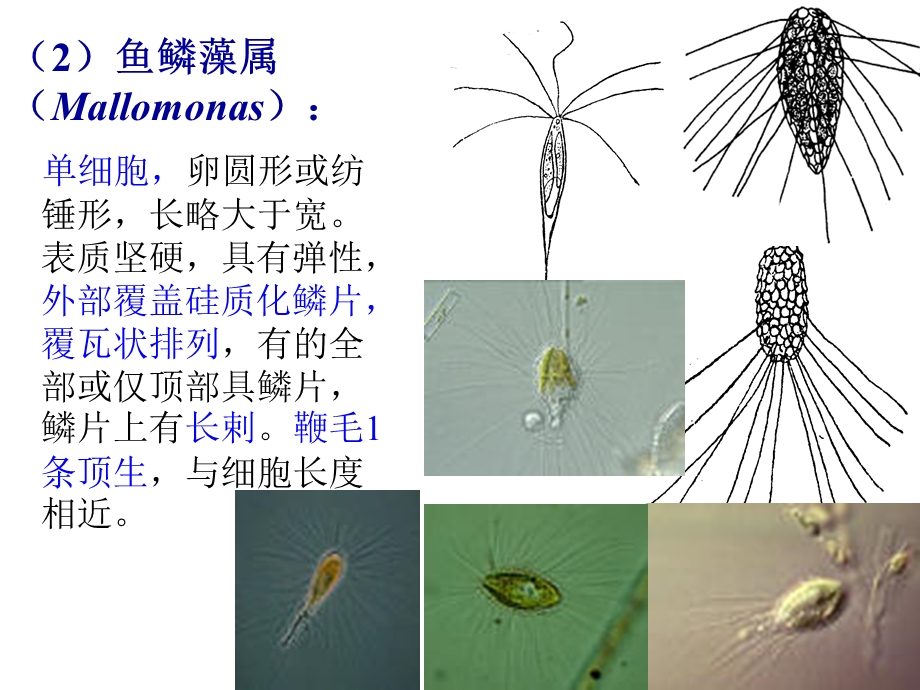 水生化学金藻门+黄藻门.ppt_第3页