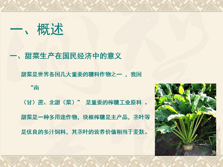 甜菜标准化生产管理技术.ppt_第3页