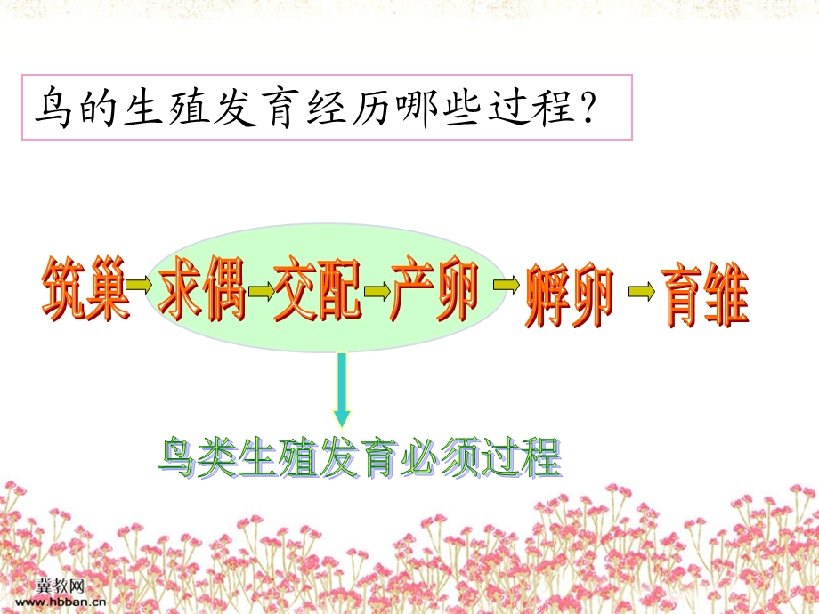 济南版鸟类的生殖与发育.ppt_第3页