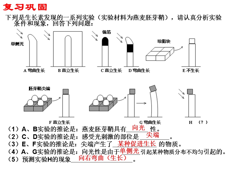 生长素的生理作用-详细修改-直接能用.ppt_第2页