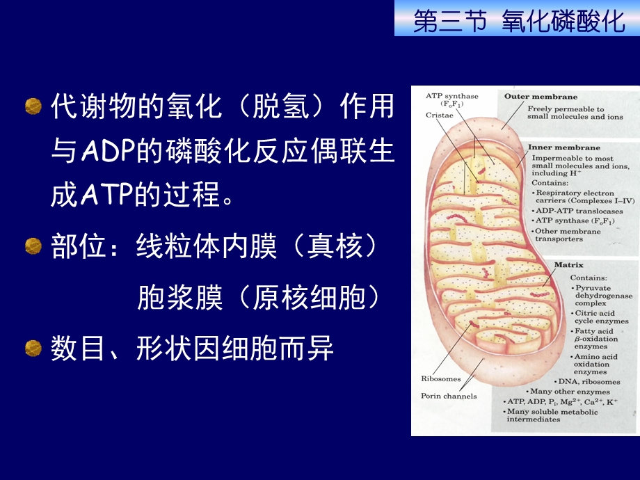 生物化学第五章-生物氧化-第三节-氧化磷酸化.ppt_第2页