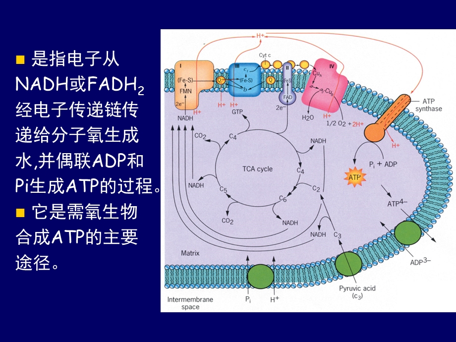 生物化学第五章-生物氧化-第三节-氧化磷酸化.ppt_第3页