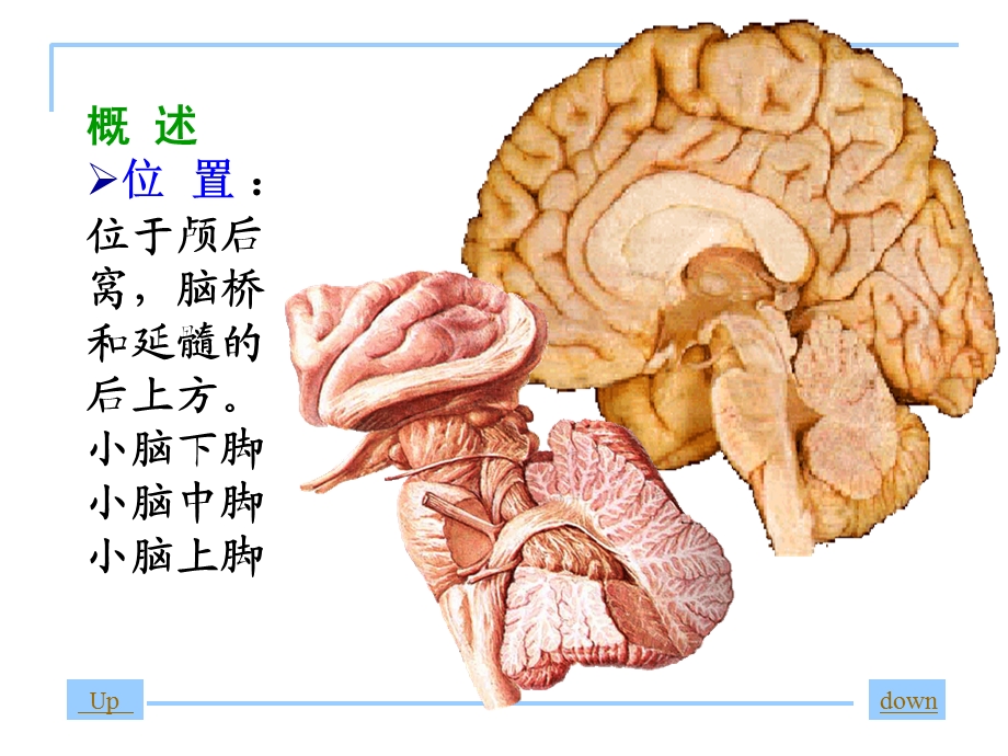 神经系统解剖-小脑.ppt_第2页