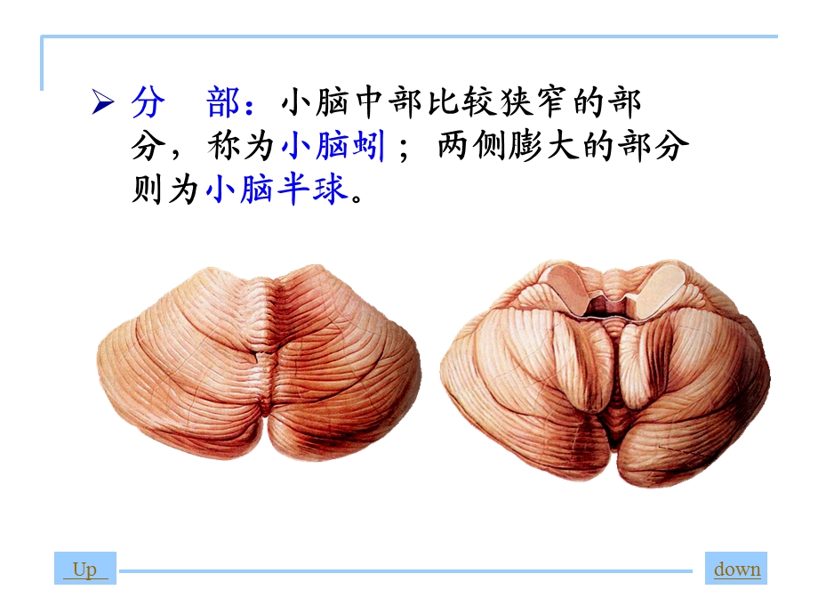 神经系统解剖-小脑.ppt_第3页