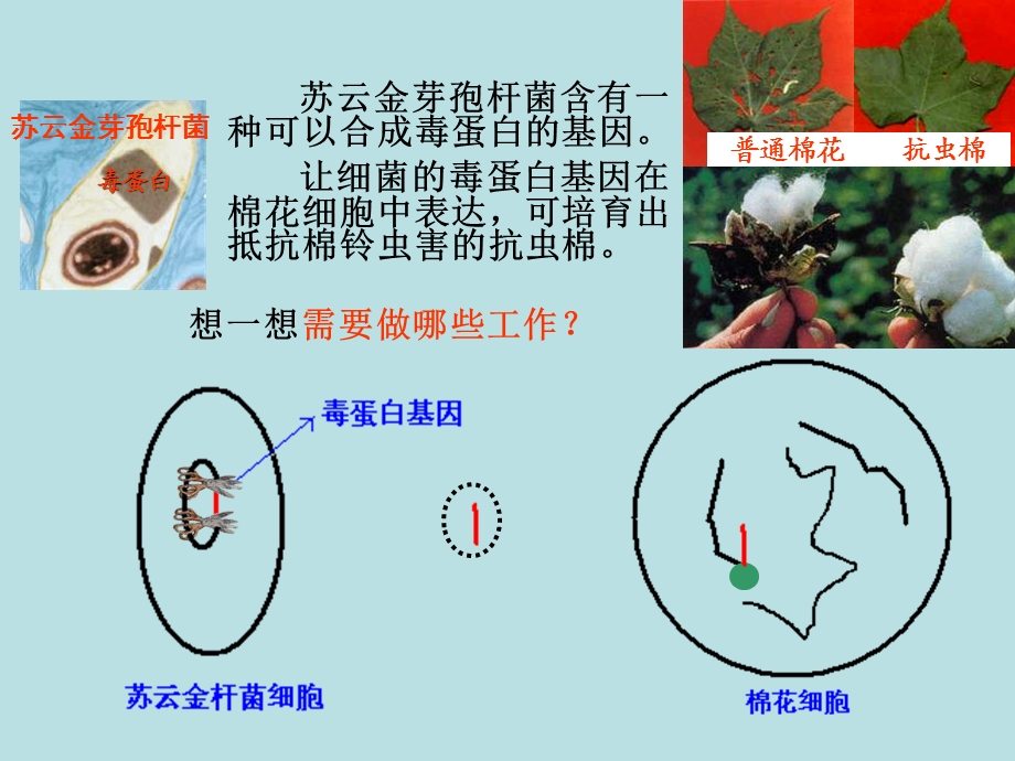 生物基因工程的基本操作程序23课时.ppt_第3页