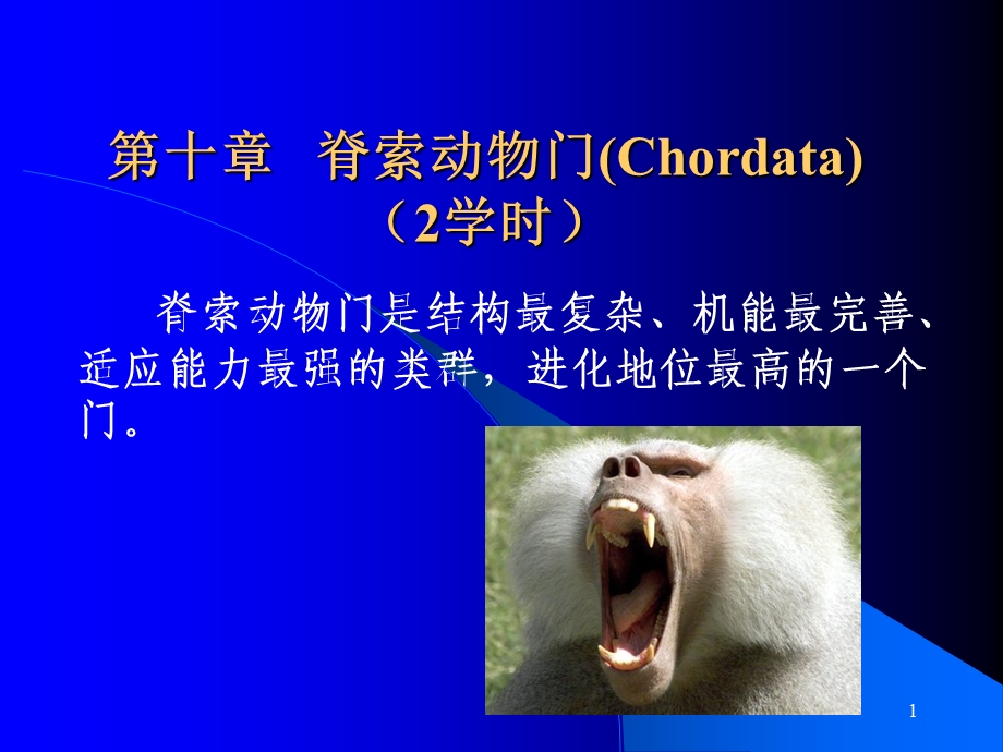 脊索动物门Chordata2学时.ppt_第1页