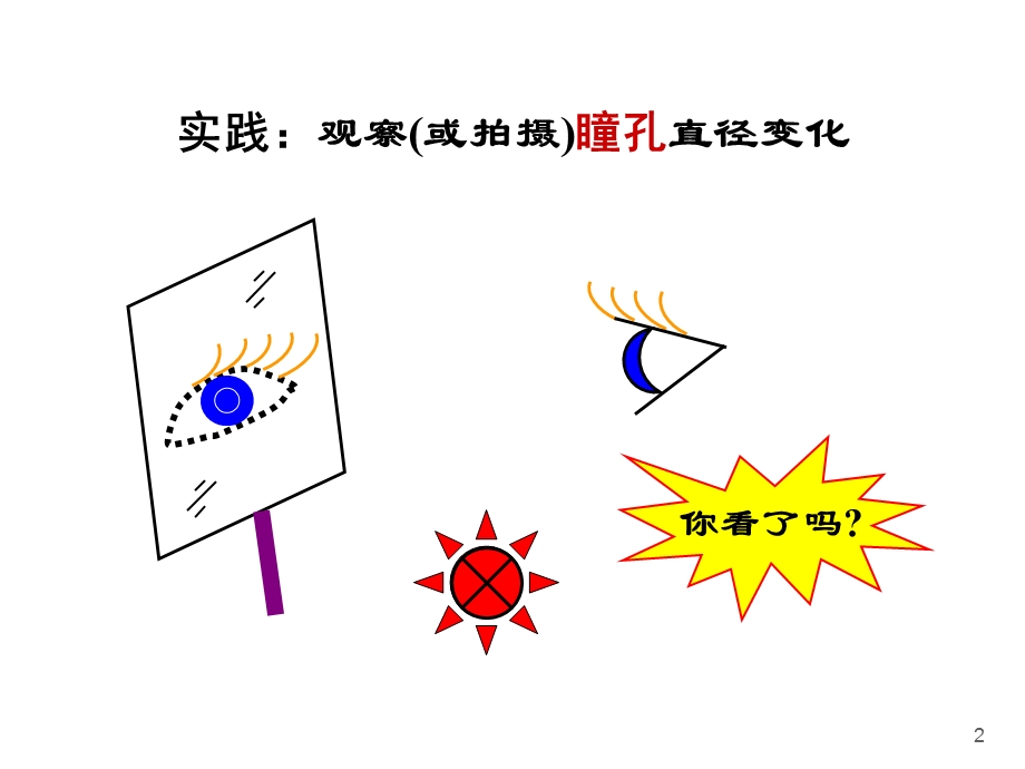 视觉神经生理学.ppt_第2页