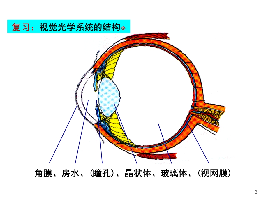 视觉神经生理学.ppt_第3页