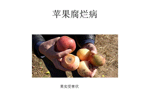 苹果和桃树的病虫害图谱.ppt