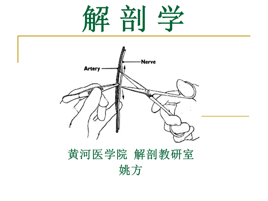 解剖学绪论、骨学电教.ppt_第1页