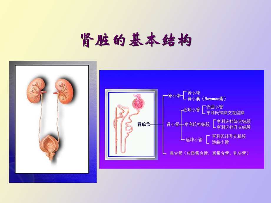 肾病及其生化检测.ppt_第3页