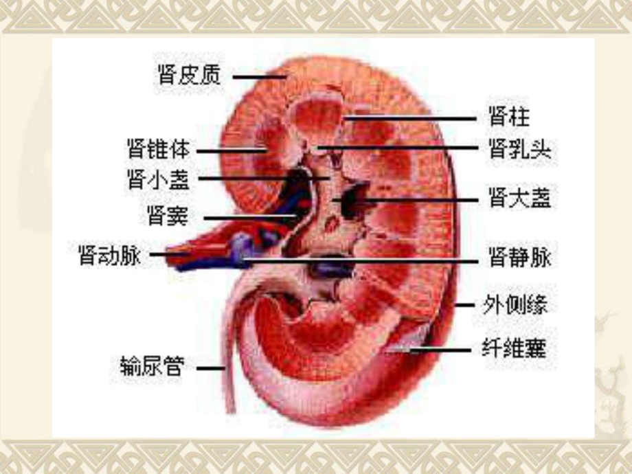 肾癌的治疗与护理.ppt_第2页