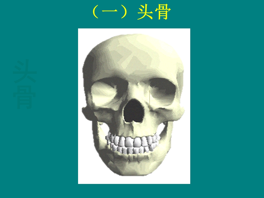 苏教版科学四年级下册第一单元《骨骼与肌肉》(超实惠).ppt_第2页