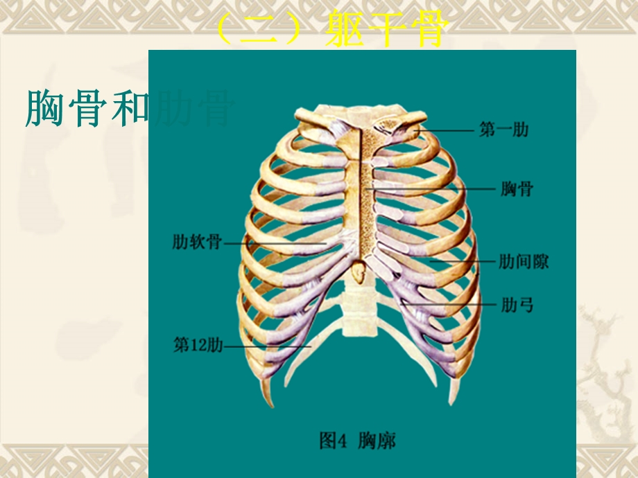 苏教版科学四年级下册第一单元《骨骼与肌肉》(超实惠).ppt_第3页