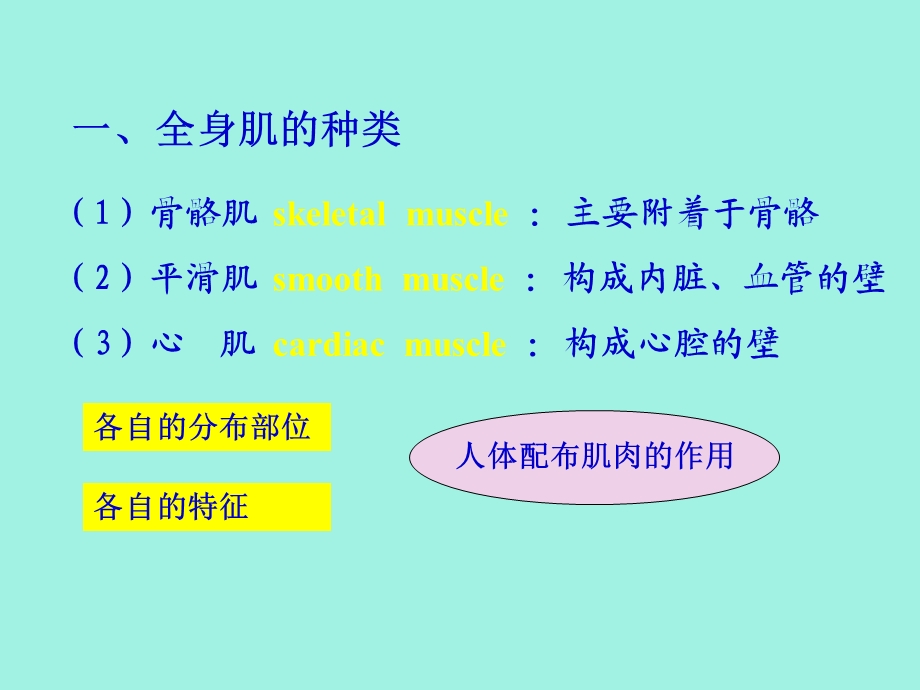 肌学总论及躯干肌.ppt_第3页