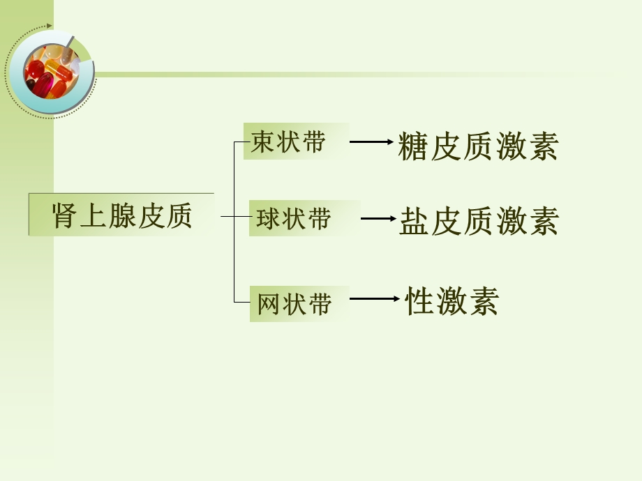 肾上腺皮质激素类药-药理学.ppt_第2页