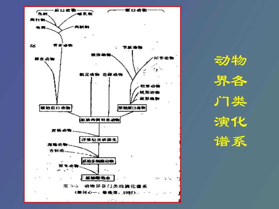 脊椎古生物学.ppt_第2页