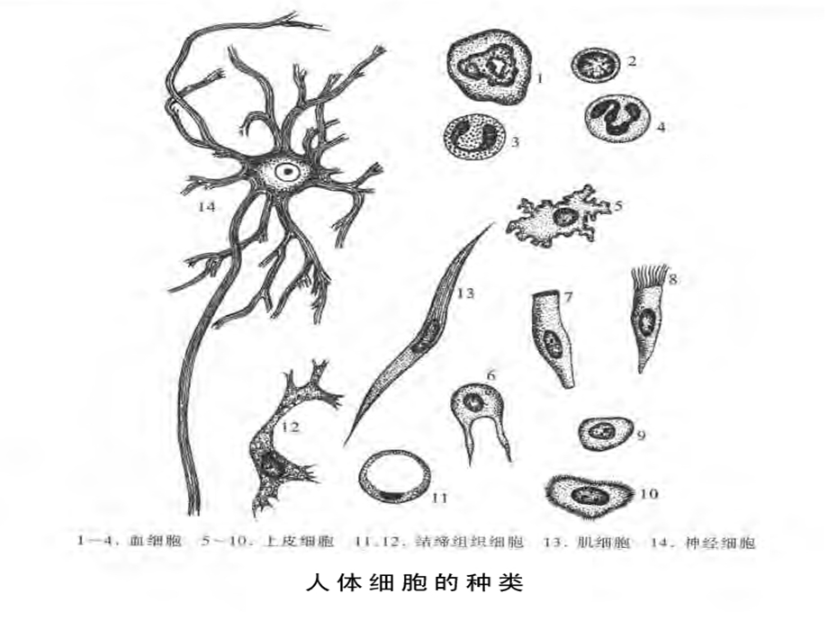 细胞核结构示意.ppt_第3页