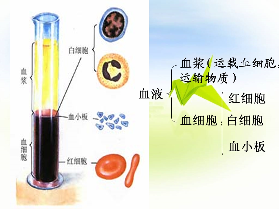 输血与血型-1.ppt_第2页