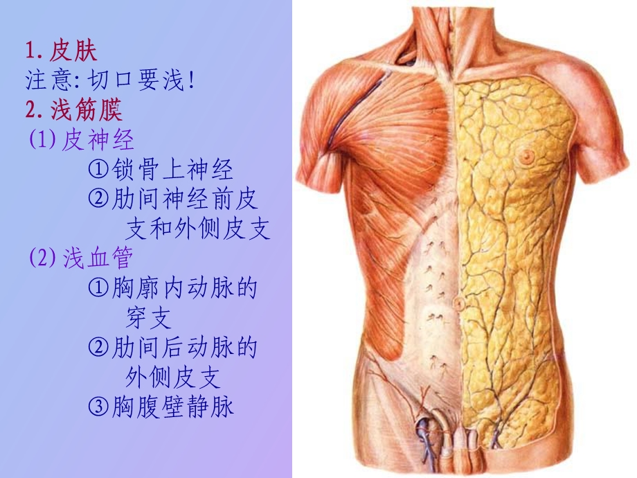 胸前区、自由上肢浅层、腋窝.ppt_第3页