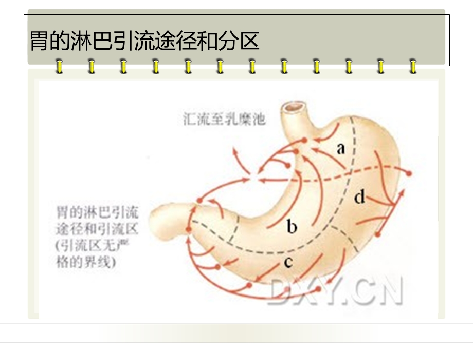 胃的淋巴引流.ppt_第3页