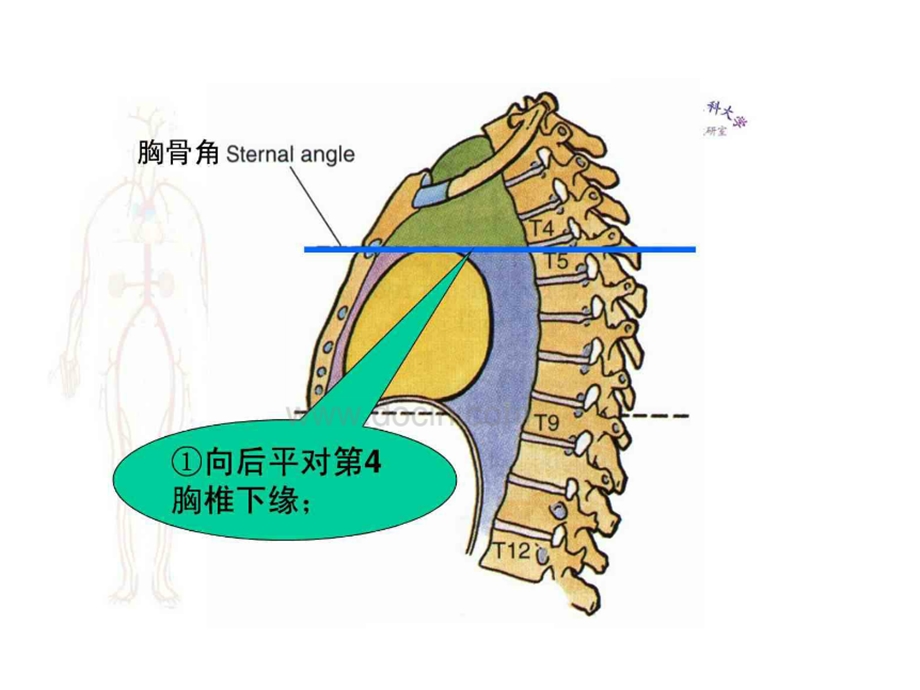 胸部局部解剖图.ppt_第2页