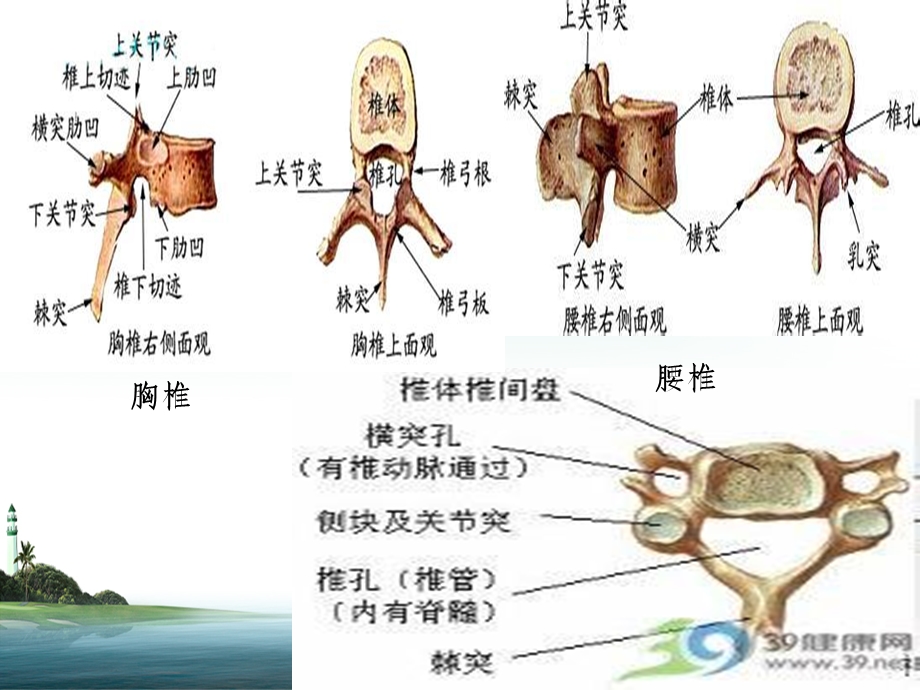 脊髓损伤截瘫平面的评估.ppt_第3页