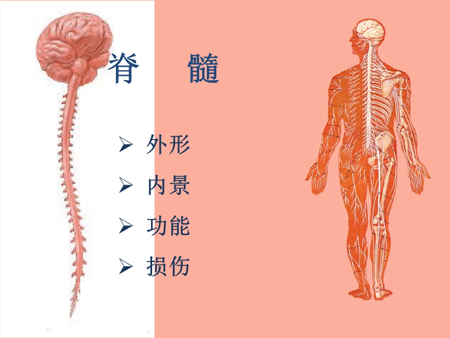 脊髓的外形和内景.ppt_第2页