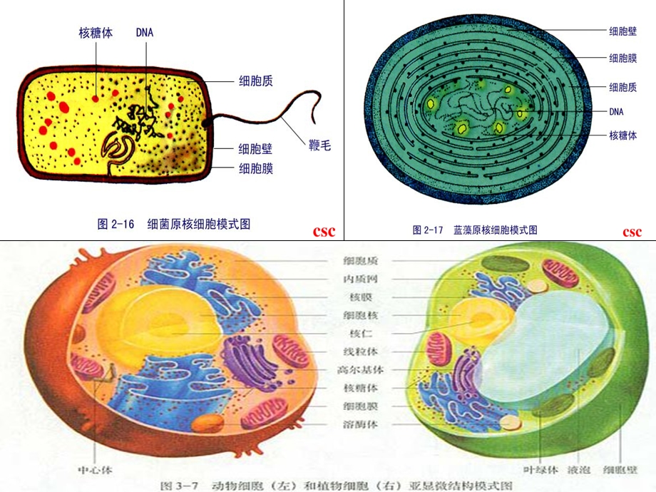 细胞边界-细胞膜.ppt_第1页