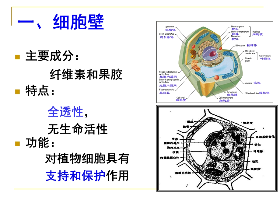 细胞边界-细胞膜.ppt_第3页