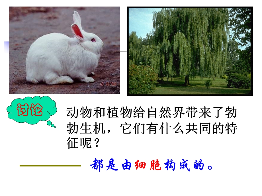 细胞课件(最新浙教版).ppt_第1页