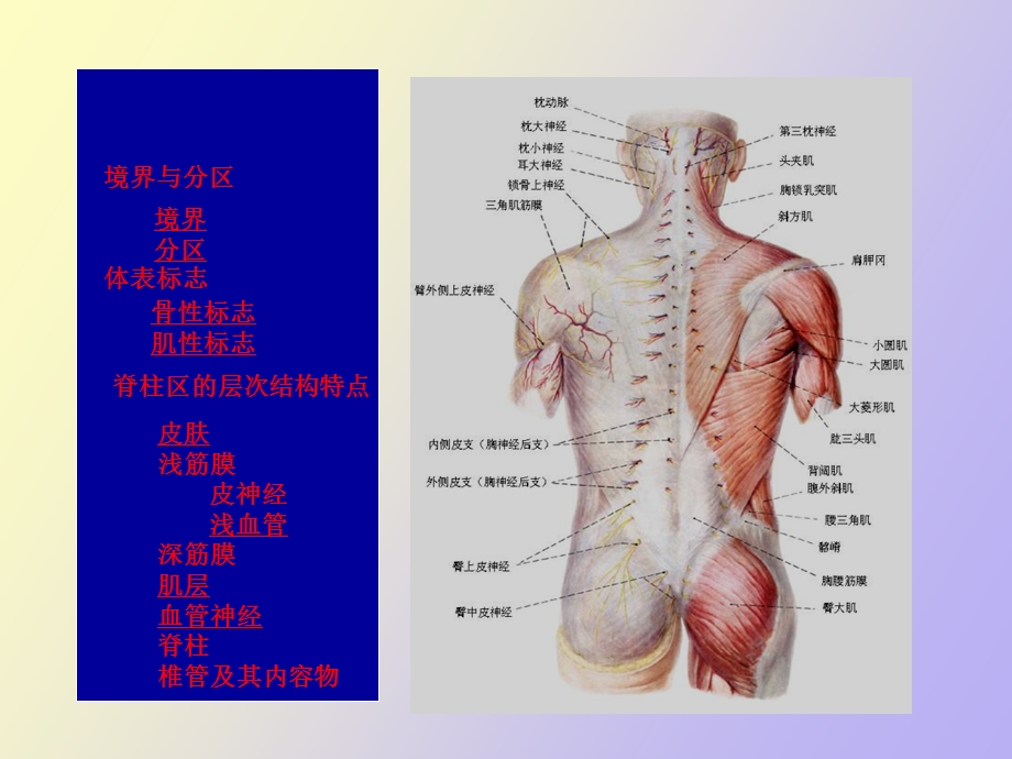 脊柱区的解剖.ppt_第3页