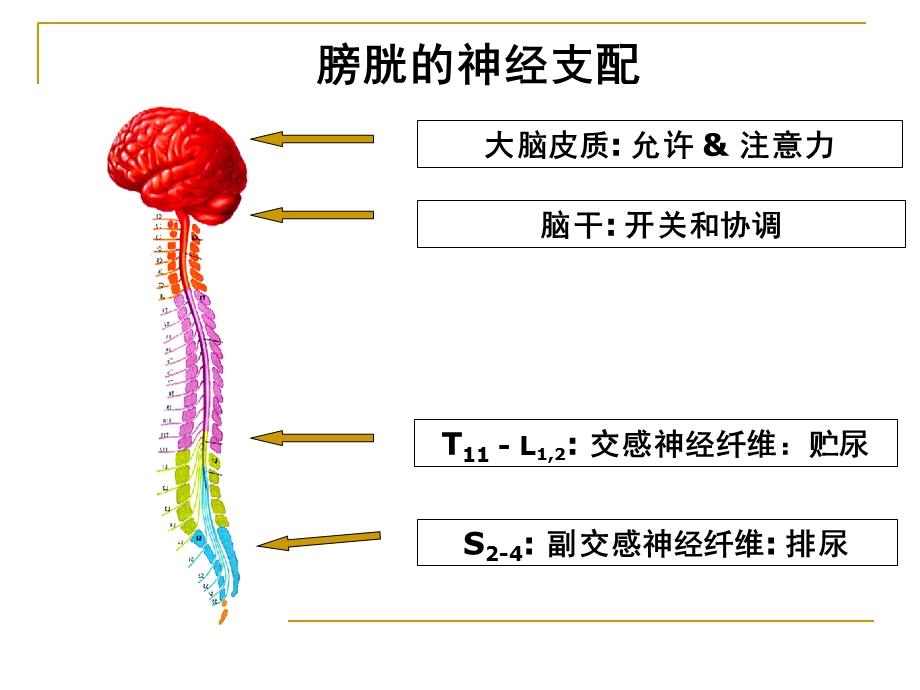 脊髓损伤患者的小便管理.ppt_第3页