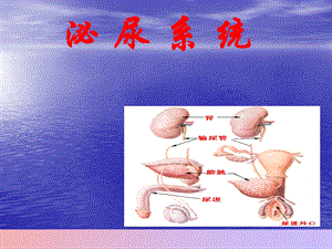 解剖泌尿系统.ppt