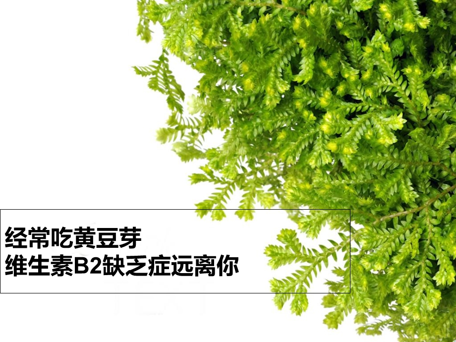 经常吃黄豆芽维生素B2缺乏症远离你.ppt_第1页